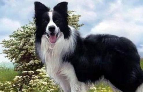 娱乐吃瓜酱边牧